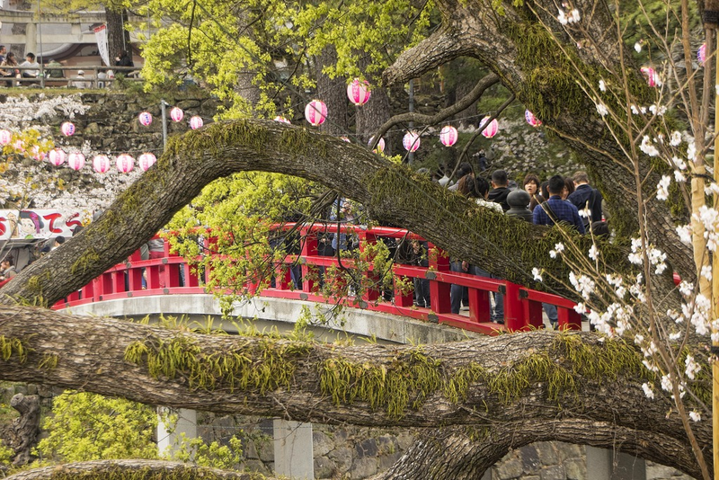Illustration for article titled Random Walk Around My Place #2: Sakura Edition